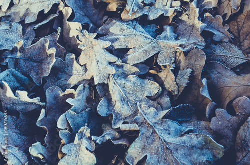 Background of fallen leaves and frozen oak