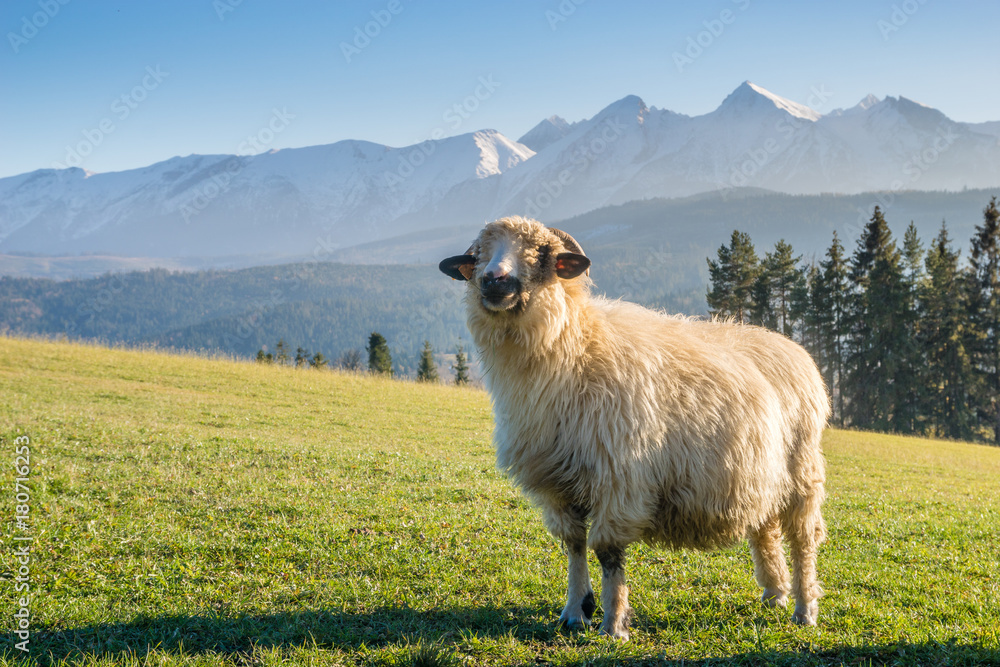 Obraz premium sheep grazing on a mountain meadow