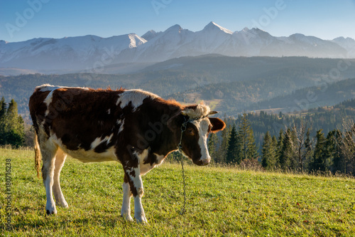 cow graze on a mountain meadow