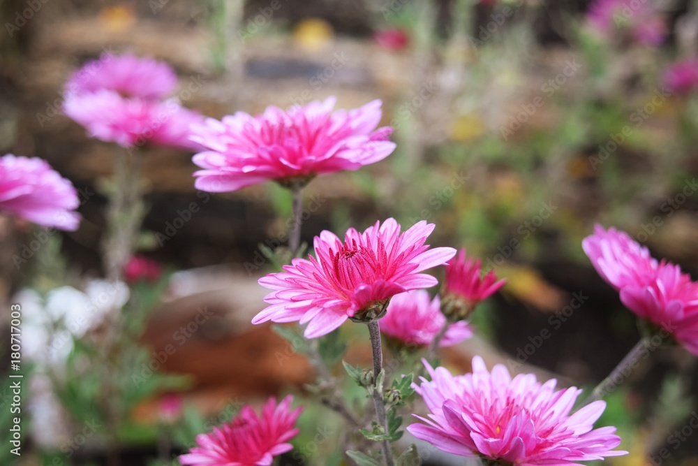 Obraz premium Flowers in autumn