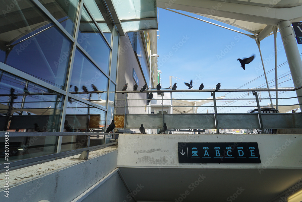 Naklejka premium Uważaj na gołębie!