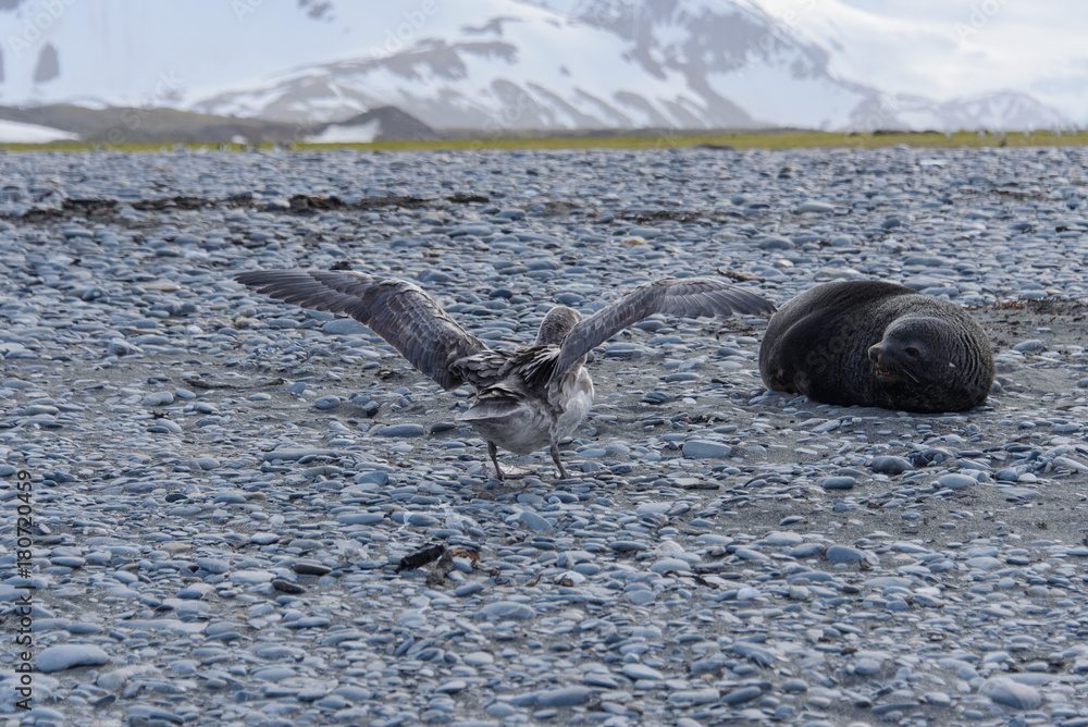 Obraz premium Giant petrel