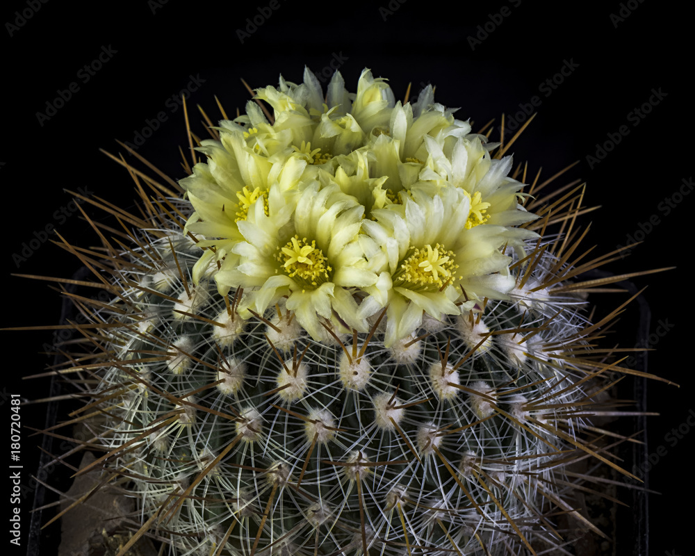 a cactus named Stenocactus vaulpelianus isolated on blackbackgroung. lot of yellow flower are on top of it . a cactus named Stenocactus vaulpelianus isolated on blackbackgroung. lot of yellow flower are on top of it .