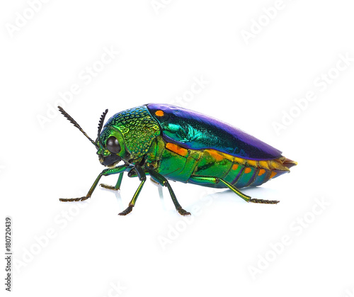 Jewel beetle, Metallic wood-boring beetle on white background
