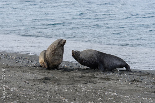 Fur seal