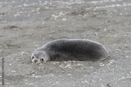 Fur seal.