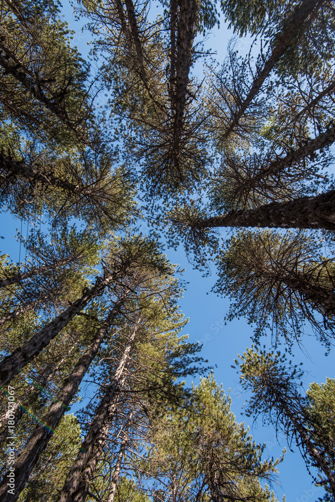 Fototapeta premium Forest pine trees treetops on a blue sky