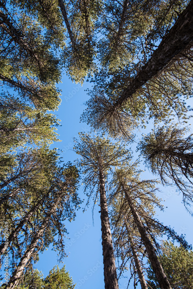 Obraz premium Forest pine trees treetops