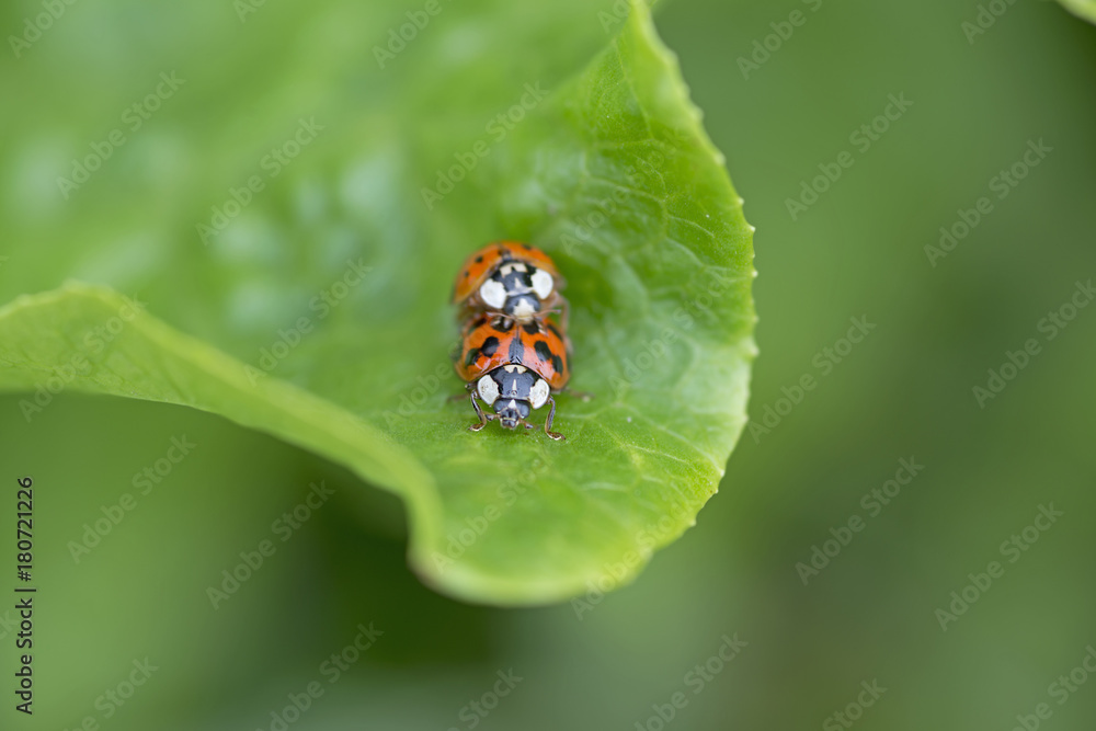 Fototapeta premium two red ladybugs mating on a green leaf, The Netherlands