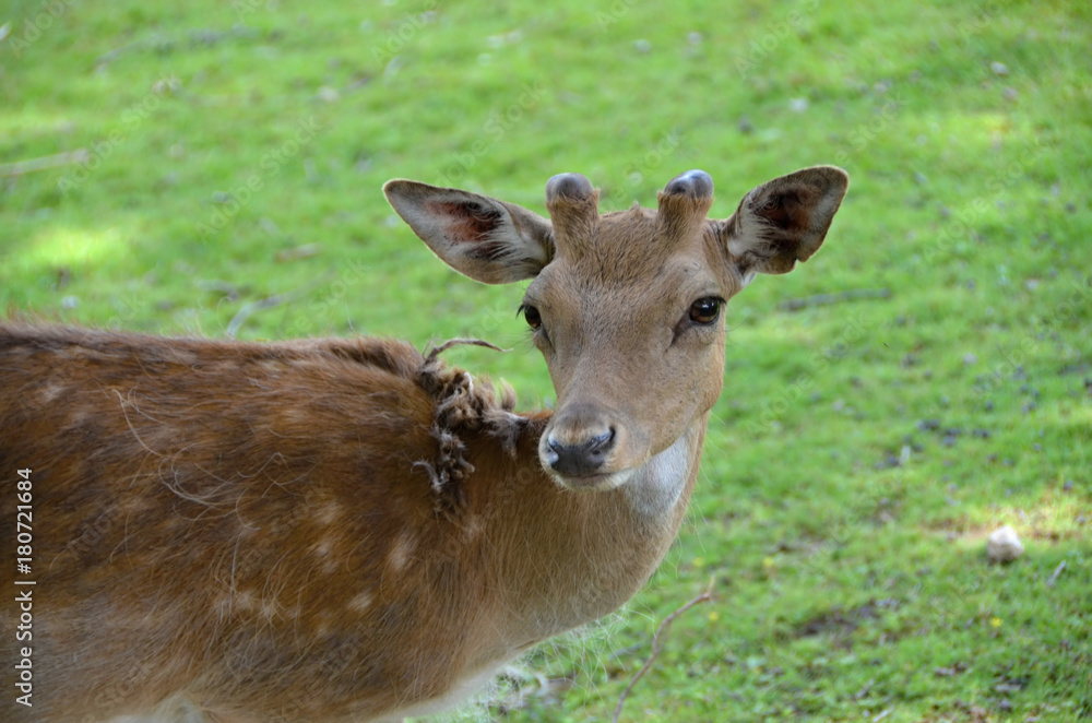 Wild animal and Detail deer Dama dama European Wild animal and Detail deer Dama dama European