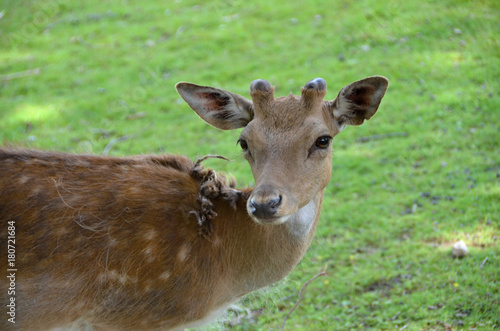 Wild animal and Detail deer Dama dama European