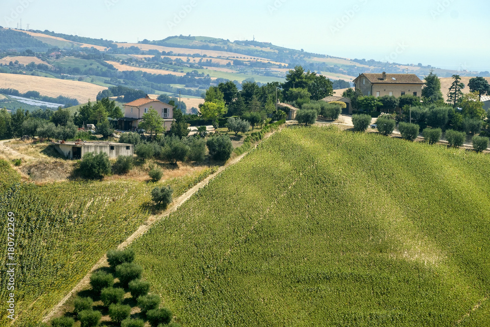 Summer landscape near Monterubbiano (Fermo, Marches)