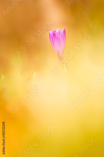 light crocus