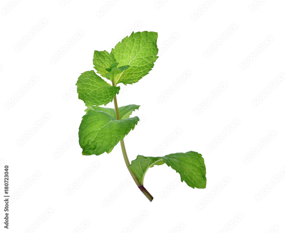 peppermint isolated on the white background peppermint isolated on the white background