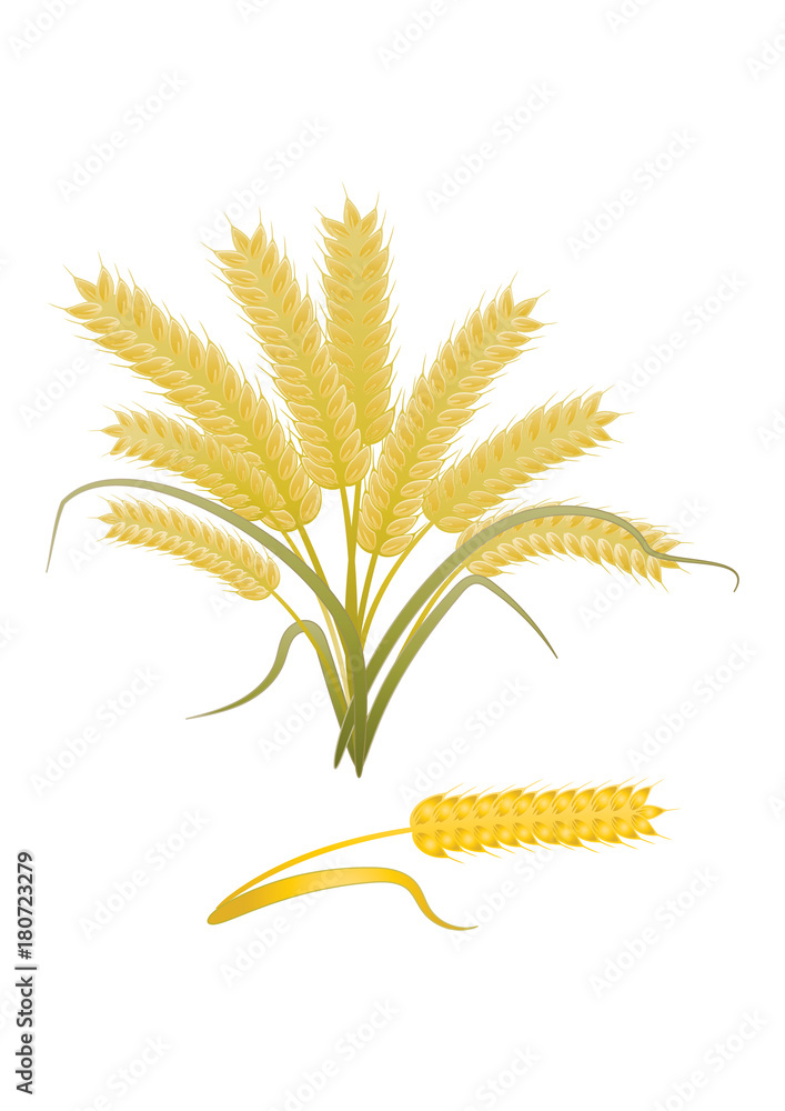 Wheat ears - isolated on white background - art vector Wheat ears - isolated on white background - art vector