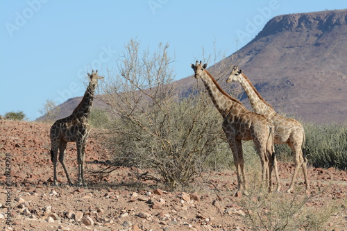 Photography Giraffe in Namibia