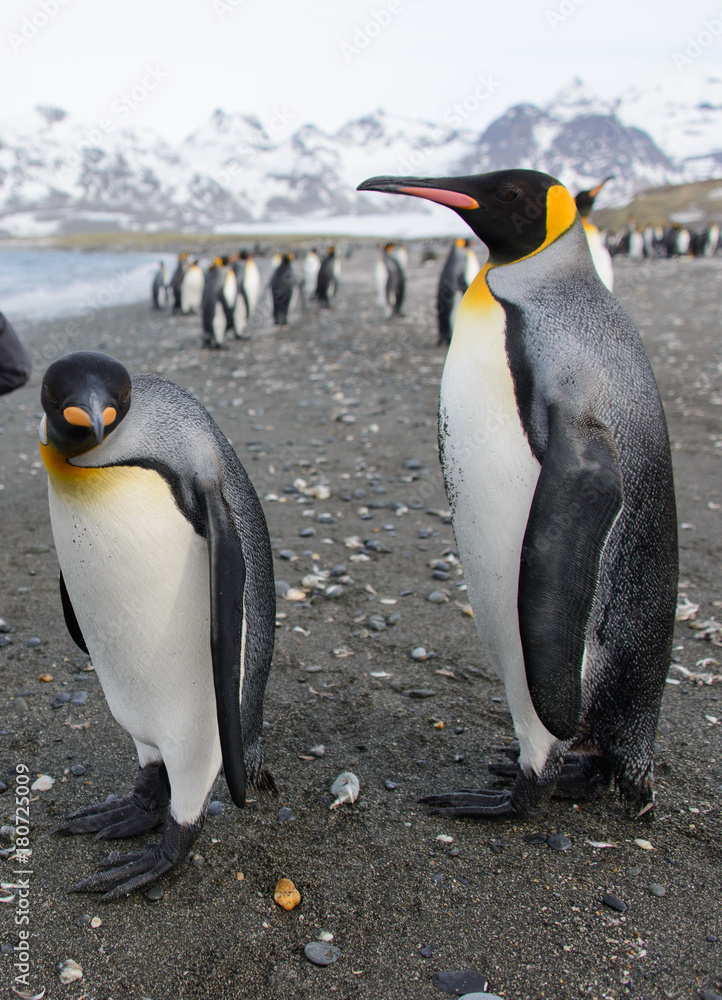 Fototapeta premium King penguins