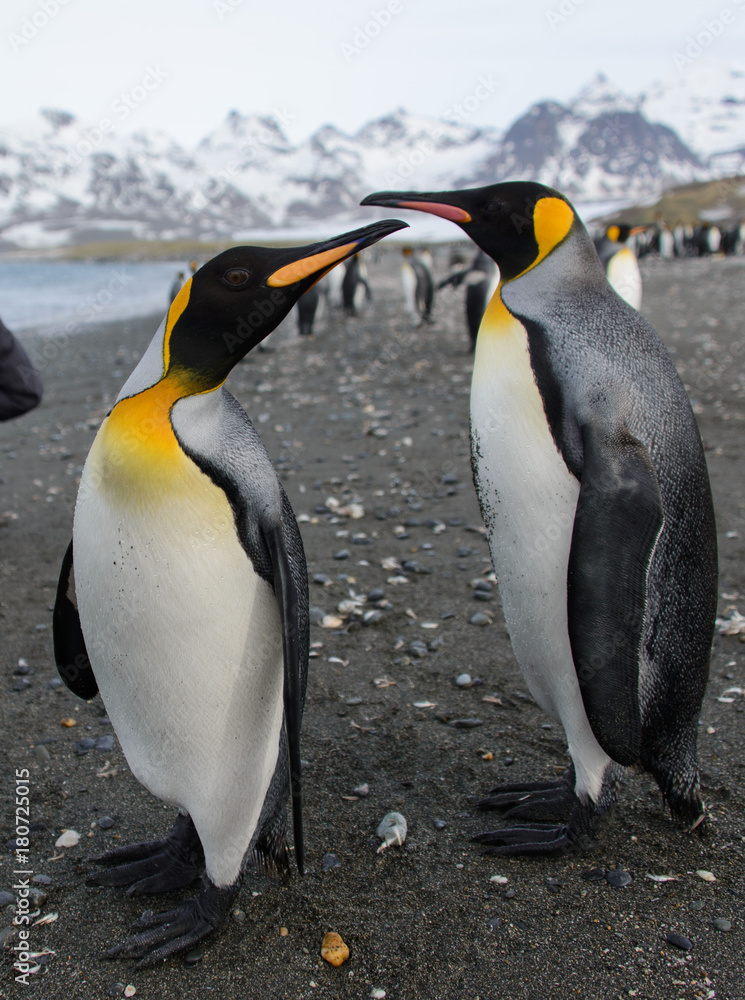 Fototapeta premium King penguins