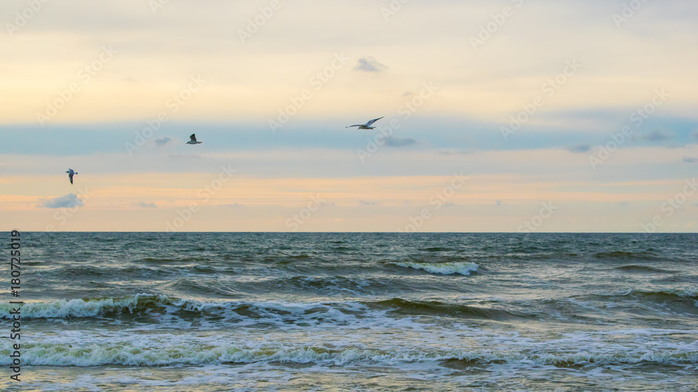 Birds sea
