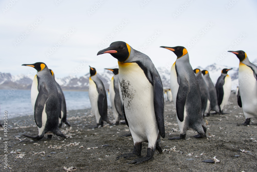 Obraz premium King penguins