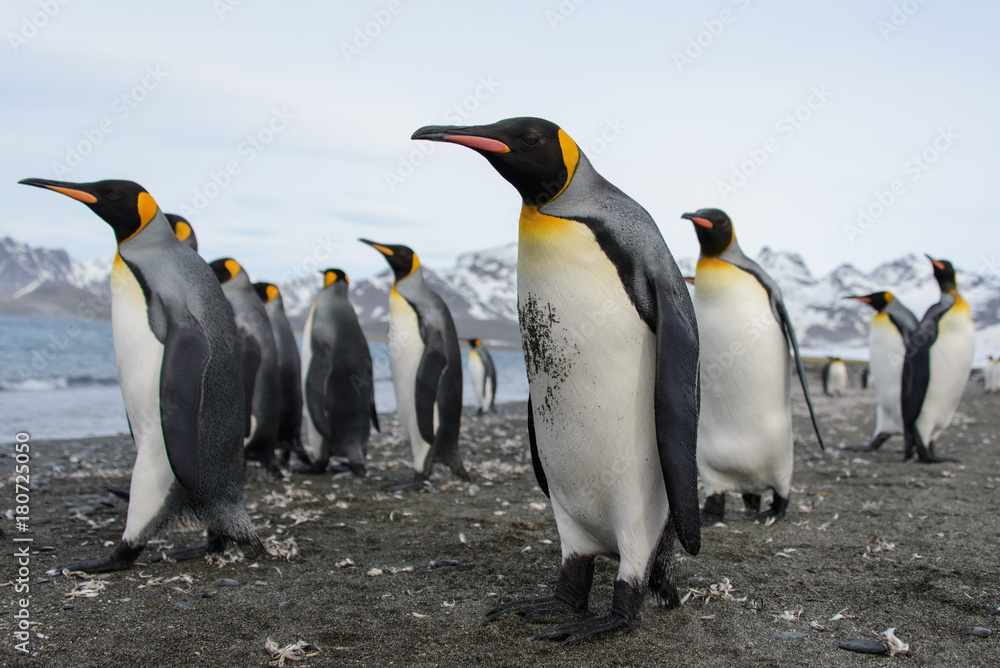 Fototapeta premium King penguins