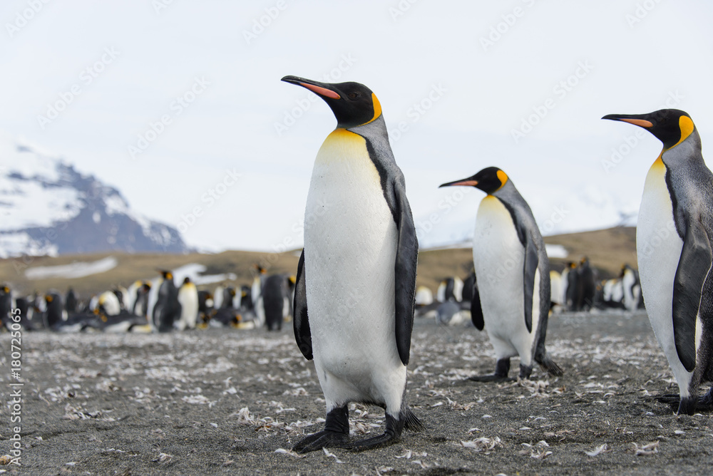 Fototapeta premium King penguins
