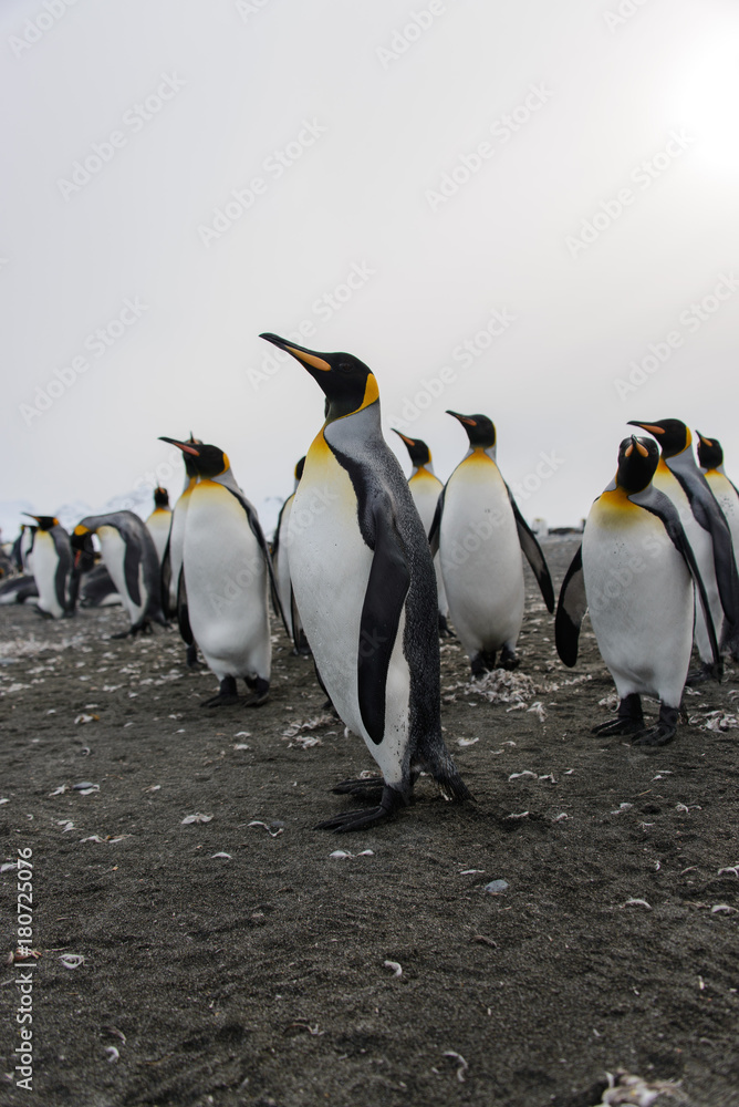 Fototapeta premium King penguin