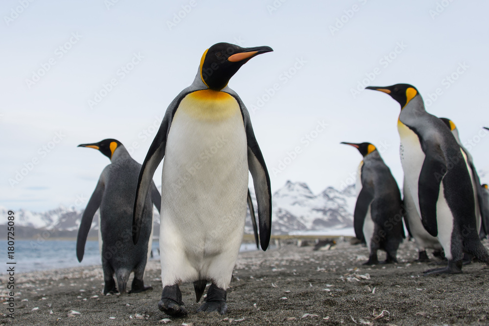 Fototapeta premium King penguins