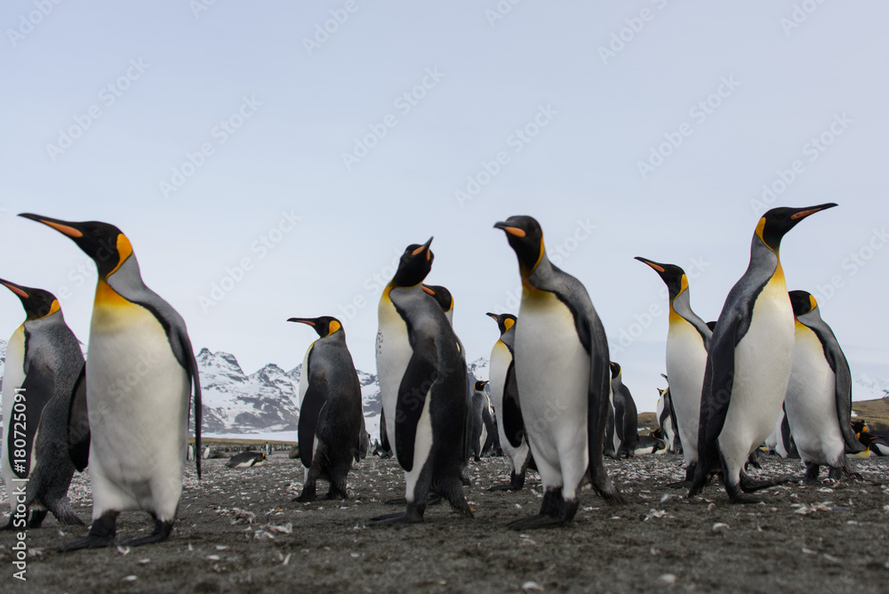 Fototapeta premium King penguins