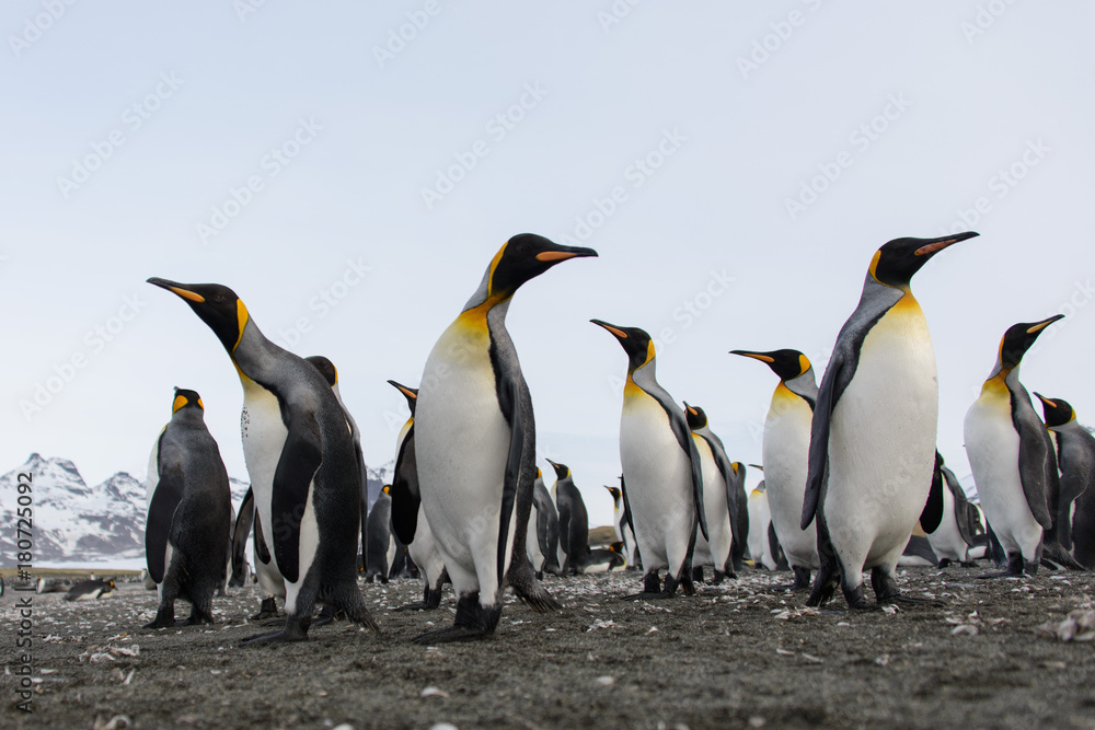 Fototapeta premium King penguins