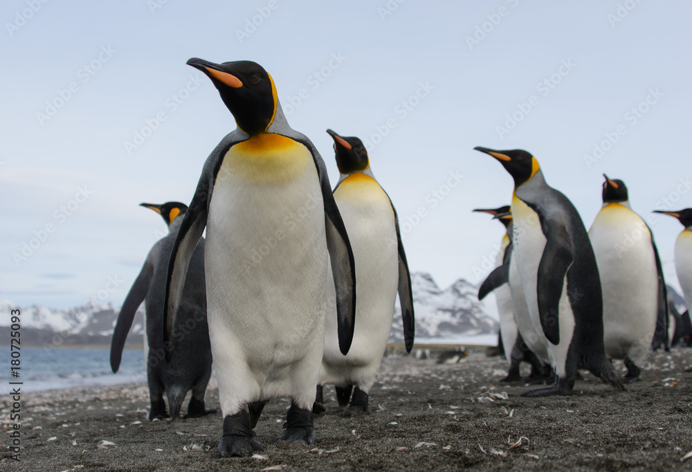 Fototapeta premium King penguins