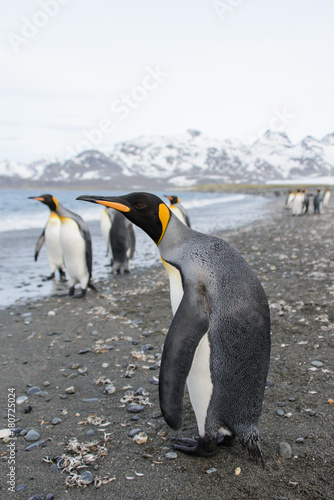 King penguins