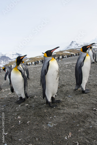 King penguins