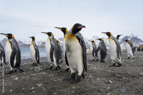 King penguins