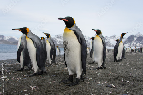 King penguins