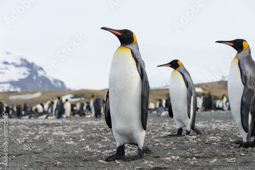 King penguins