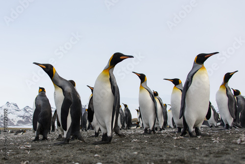 King penguins