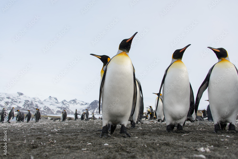 Fototapeta premium King penguins