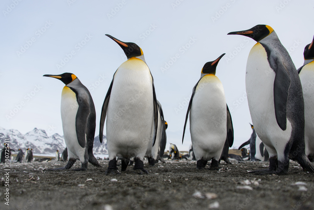 Fototapeta premium King penguins