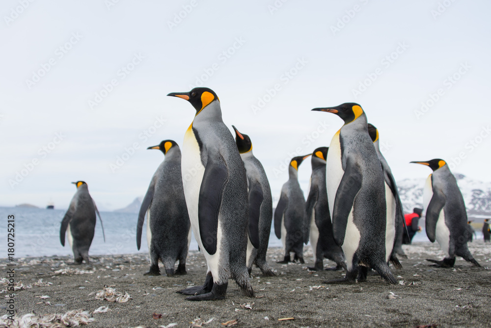 Fototapeta premium King penguins