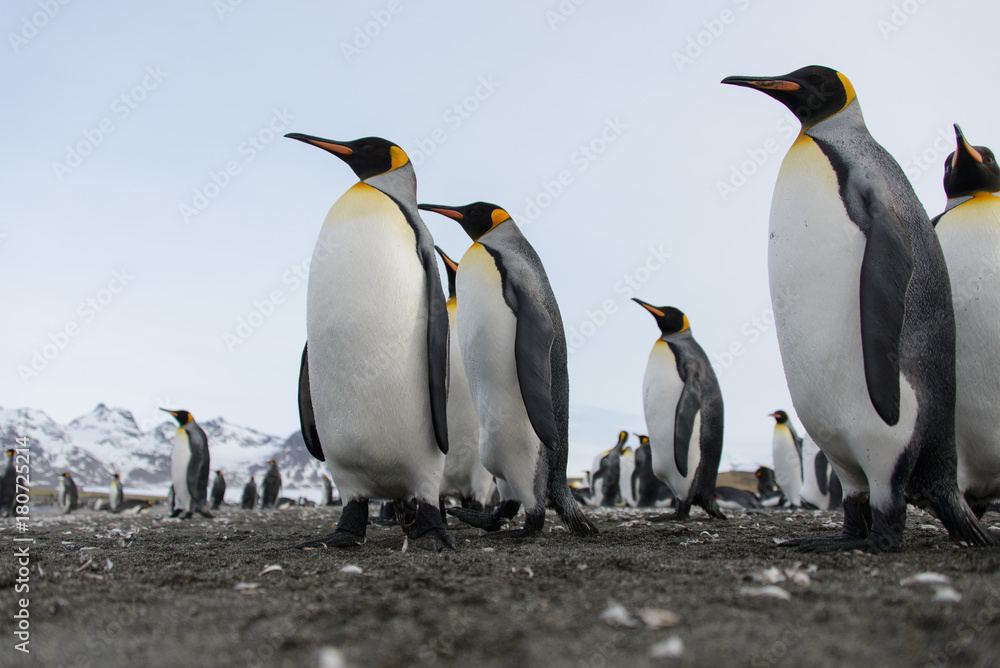 Fototapeta premium King penguins