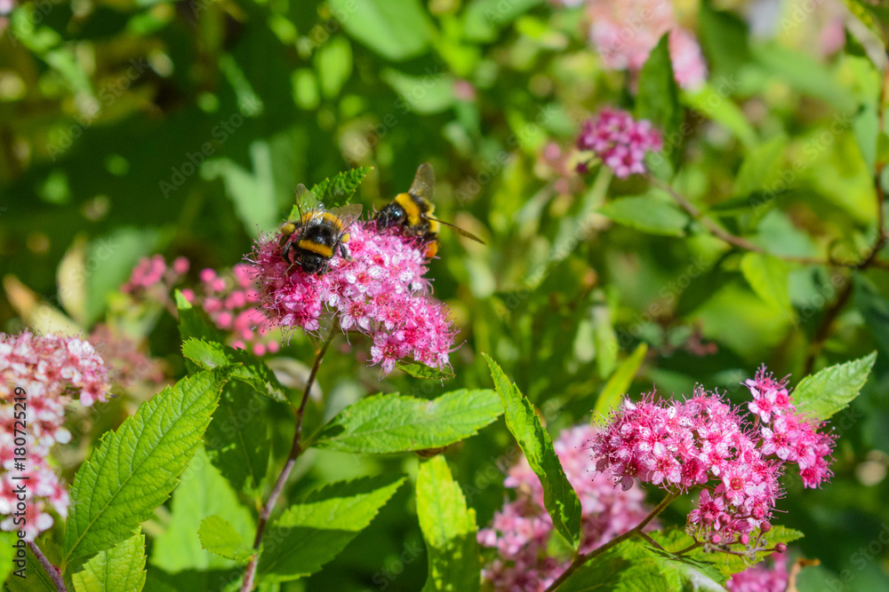 bumblebee bumblebee