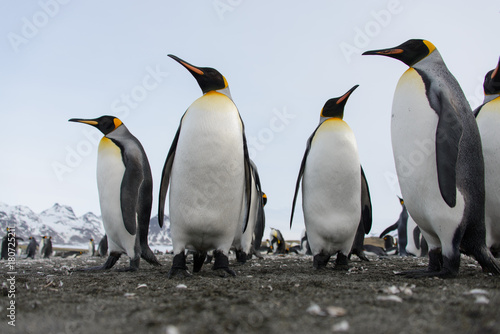 King penguins