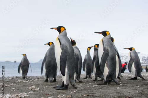 King penguins