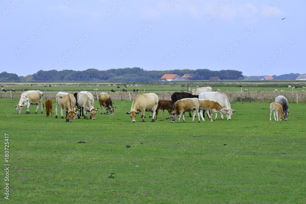 grassland with cows Texel, in The Netherlands