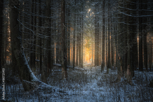 evening in the beautiful spruce winter forest