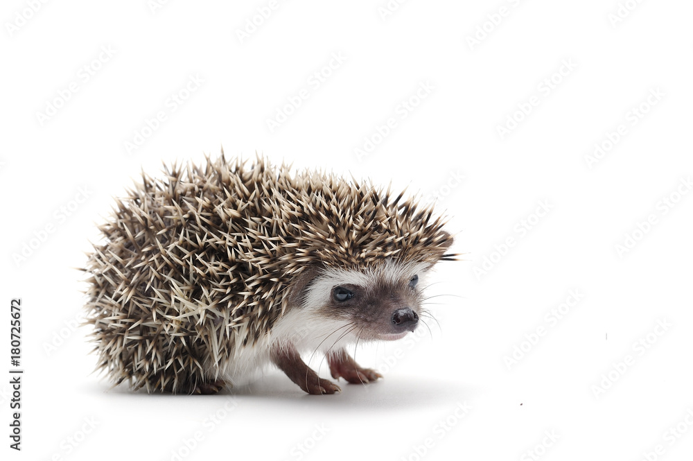 Obraz premium African Pygmy Hedgehog isolated on white background