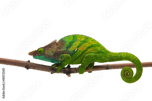 Male O'shaughnessy's chameleon isolated on white background