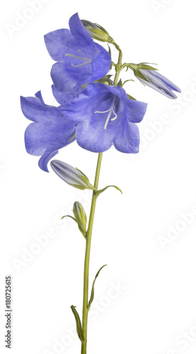 three bellflower blue large blooms on stem