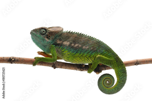 Male lizard Madagascar spiny Chameleon isolated on white background